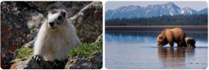 Alaska Fauna